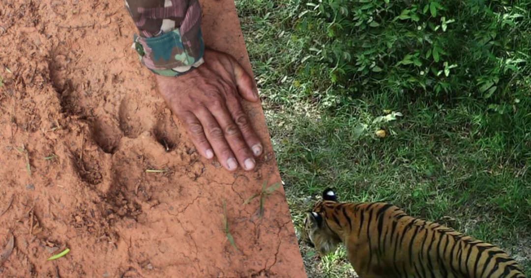 ป่าทับลานสมบูรณ์มากพบประชากรเสือเพิ่ม