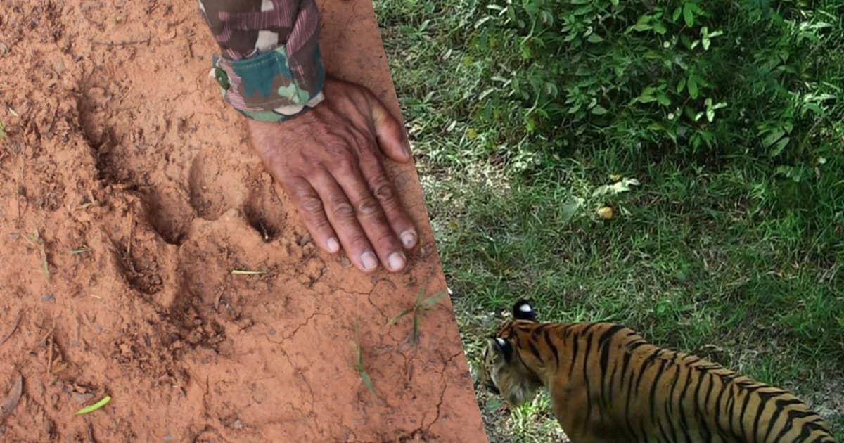 ป่าทับลานสมบูรณ์มากพบประชากรเสือเพิ่ม