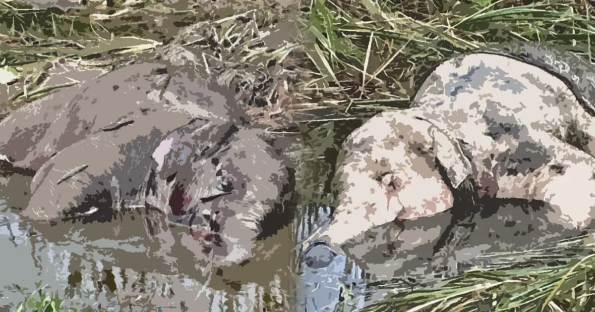 สัตวแพทย์กรมอุทยานฯ เร่งหาสาเหตุลูกช้างป่า 2 ตัว ตายที่ จ.ฉะเชิงเทรา