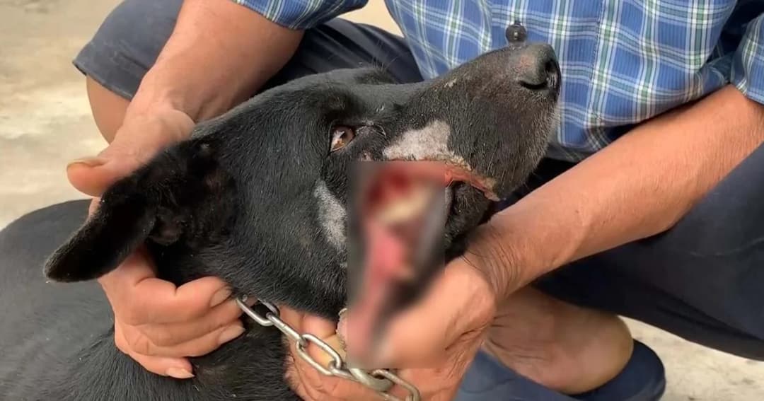 หมาถูกฟันปากแหว่งรุ่งริ่งไร้เงินพาไปเย็บคืน