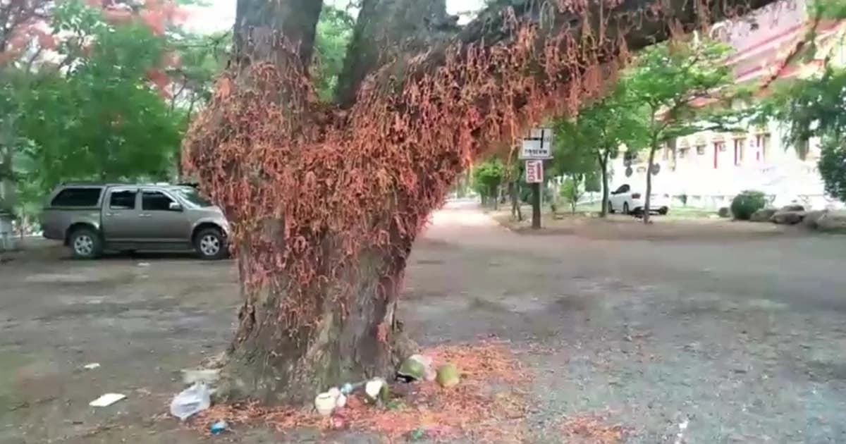 กลับมาอีกแล้ว นักท่องเที่ยวแห่เอาเชือกผูกเต็มต้นไม้ในวัด