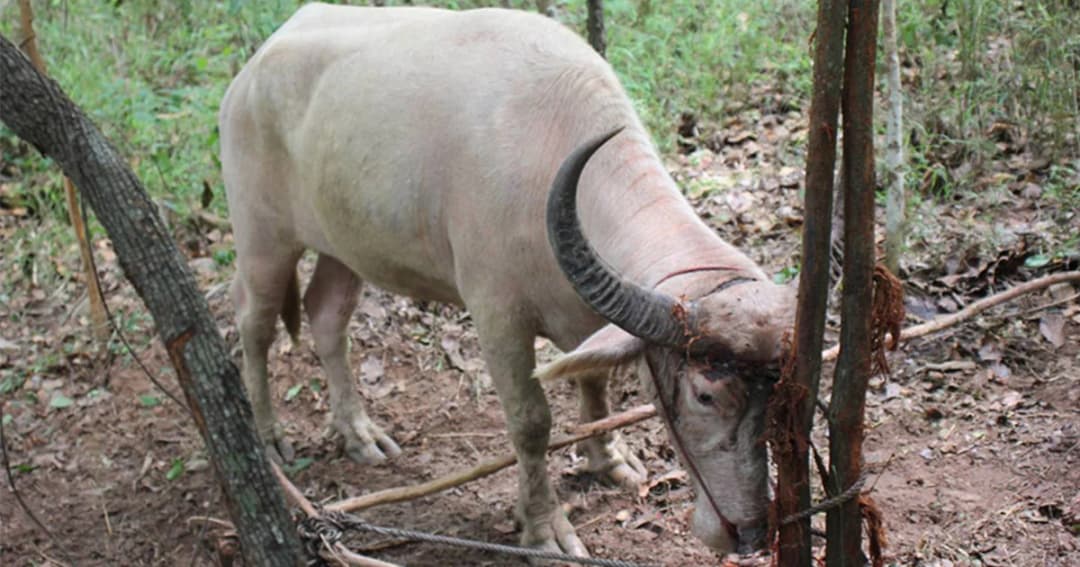 กู้ภัยฯ ช่วยเหลือควายเผือกหลงทาง ถูกบ่วงเชือกพันเขา และคอจนเจ็บ