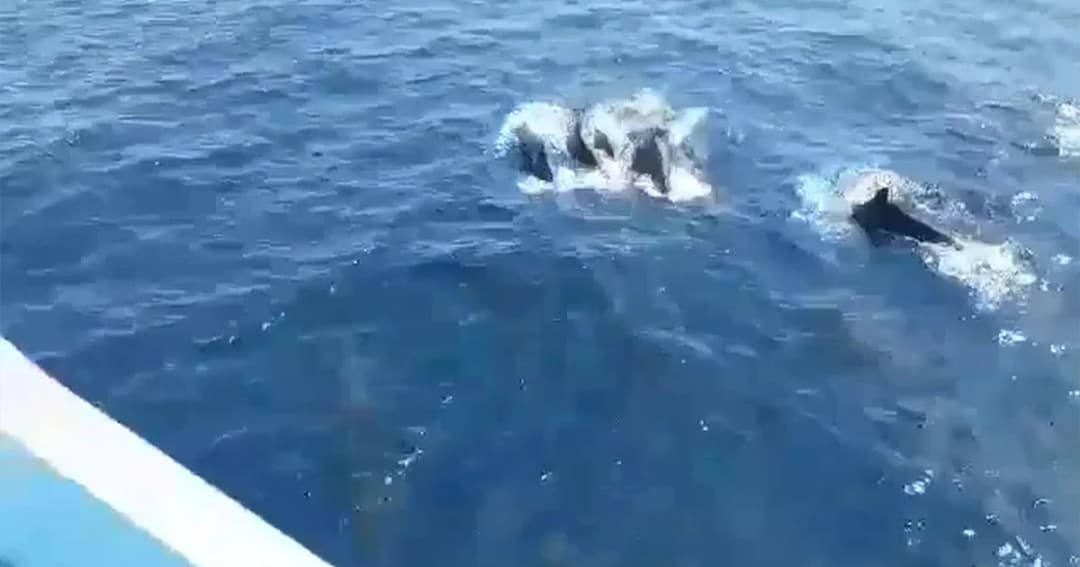 ผู้ว่าสุราษฎร์ฯ วอนนักท่องชมฝูงวาฬเพชฌฆาตด้วยความทะนุทนอม