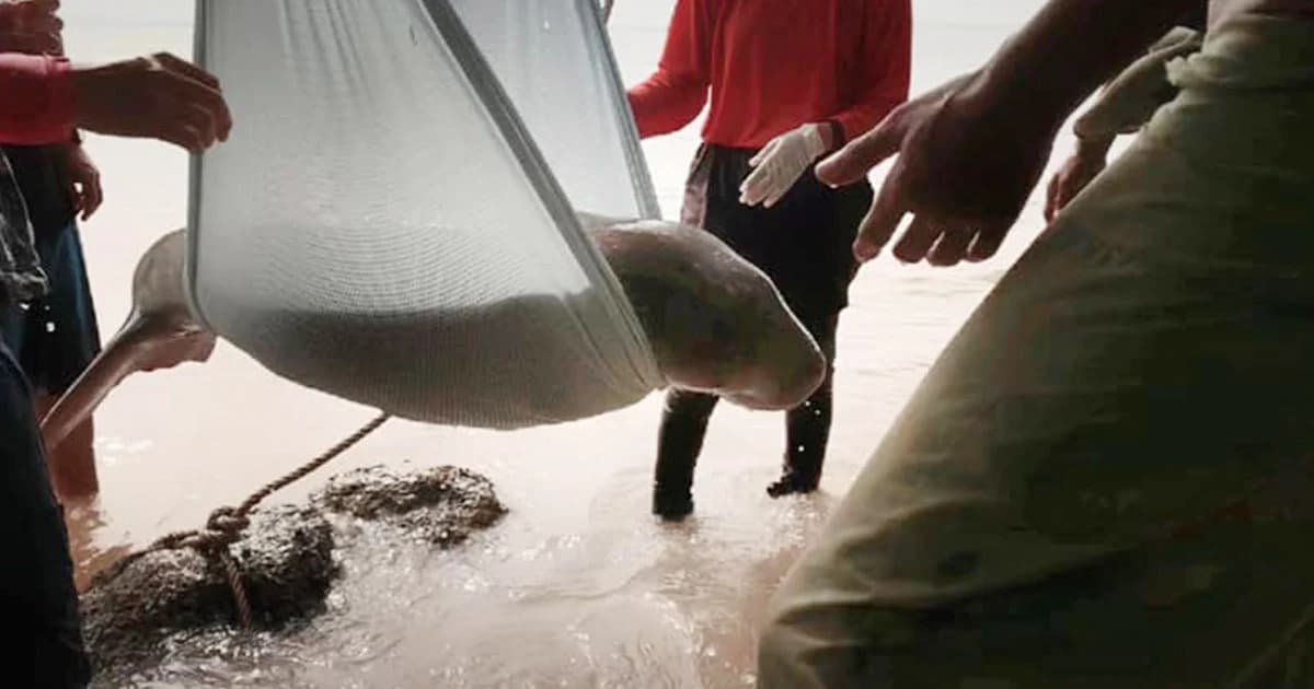‘เจ้ามาเรียม’ ลูกพะยูนพลัดหลงจากแม่มีพัฒนาการดีขึ้น