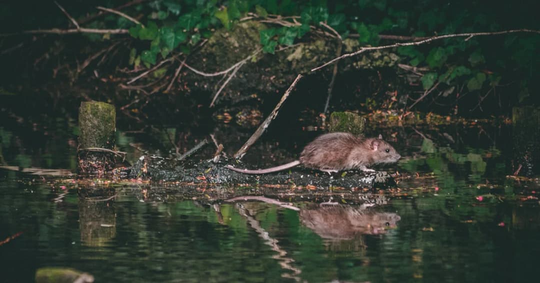 สธ. เตือนประชาชนฝนตก-น้ำขังระวัง ‘โรคฉี่หนู’ พบ 5 เดือนป่วยกว่า 600 ราย