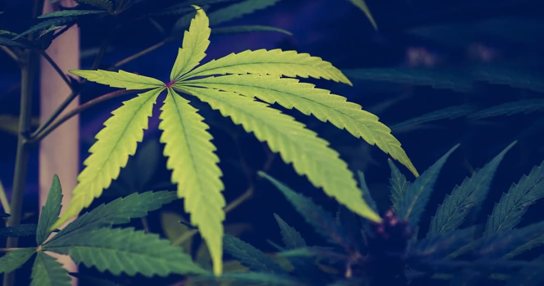 แพทย์ทางเลือกเร่งปลูกกัญชาวัตุดิบในการผลิตยาคาด 18 มิ.ย.ปลูกครบ 4 ภาค