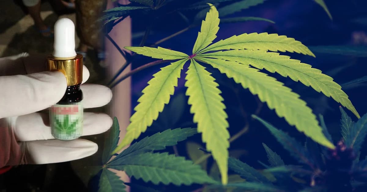 สสจ.เชียงใหม่ เผยมีผู้ป่วยใช้น้ำมันกัญชาเกินขนาด เข้ารักษาทุกวัน