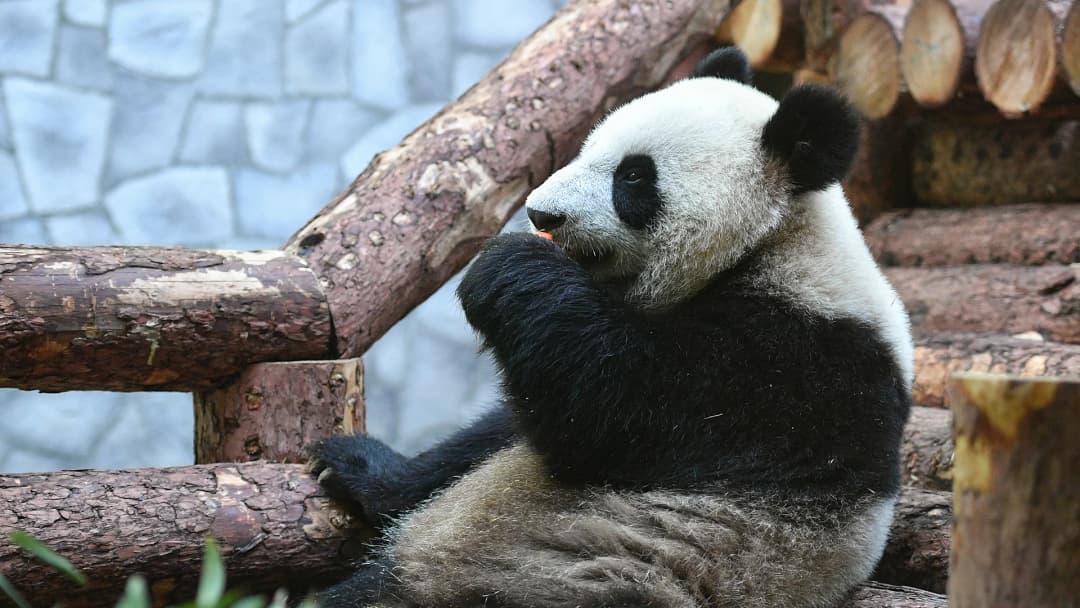 “สี จิ้นผิง” เดินทางเยือนรัสเซีย มอบแพนด้าให้เป็นของขวัญกระชับความสัมพันธ์