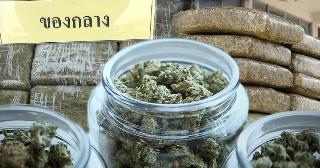 กัญชาของกลาง 22 ตัน ใช้สกัดกัญชาบริสุทธิ์ได้ 7 กก.