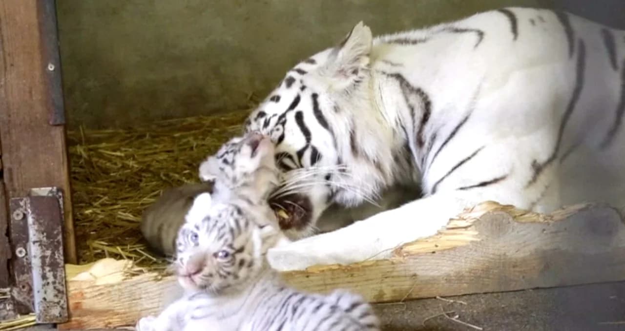 สวนสัตว์ออสเตรียเผยโฉม 3 ลูกเสือเบงกอลขาวสุดน่ารัก