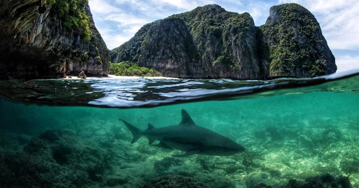 วันทะเลโลก ! ดร.ธรณ์ เผย 5 เรื่องดี เกี่ยวกับการอนุรักษ์ทะเลไทย ในรอบปี