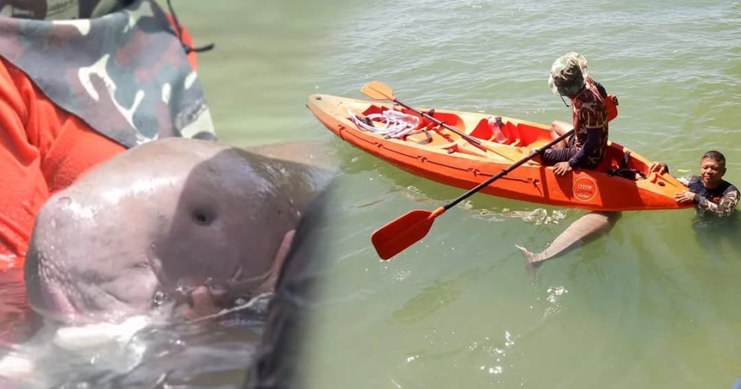 “มาเรียม” พะยูนน้อย แข็งแรงมากขึ้นกินหญ้าทะเลเองได้แล้ว จนท.ต้องดูแลอีก 6 เดือน