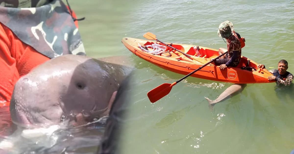 “มาเรียม” พะยูนน้อย แข็งแรงมากขึ้นกินหญ้าทะเลเองได้แล้ว จนท.ต้องดูแลอีก 6 เดือน