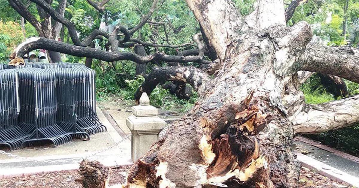 สุดเศร้า! พายุฝนกระหน่ำ ‘จามจุรีทรงปลูก’ ล้ม