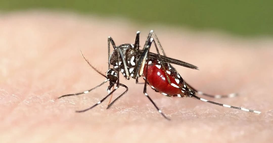 ไข้เลือดออกระบาดหนักตายแล้ว 41 ราย แนะเร่งกำจัดเพาะพันธุ์ยุงลาย