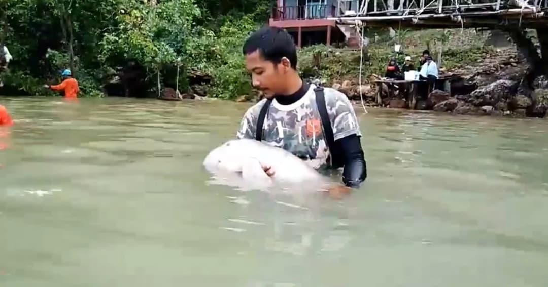 เผยคลิปน่ารักของ “มาเรียม” พะยูนน้อย หลังกินนมอิ่ม ซบหลับคาอก จนท.