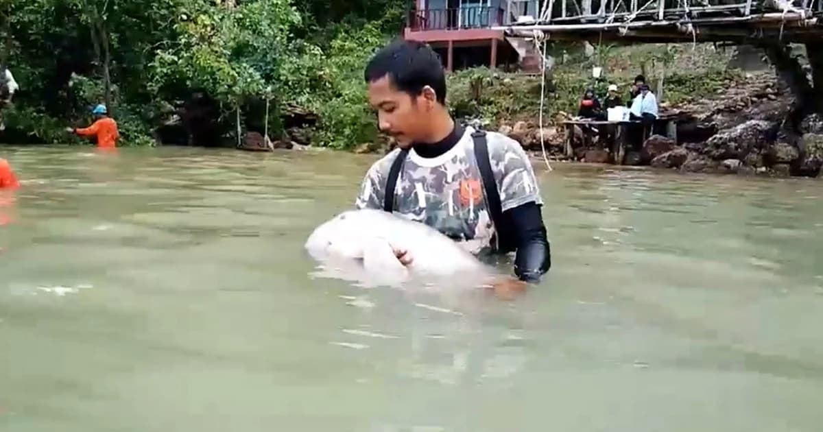 เผยคลิปน่ารักของ “มาเรียม” พะยูนน้อย หลังกินนมอิ่ม ซบหลับคาอก จนท.