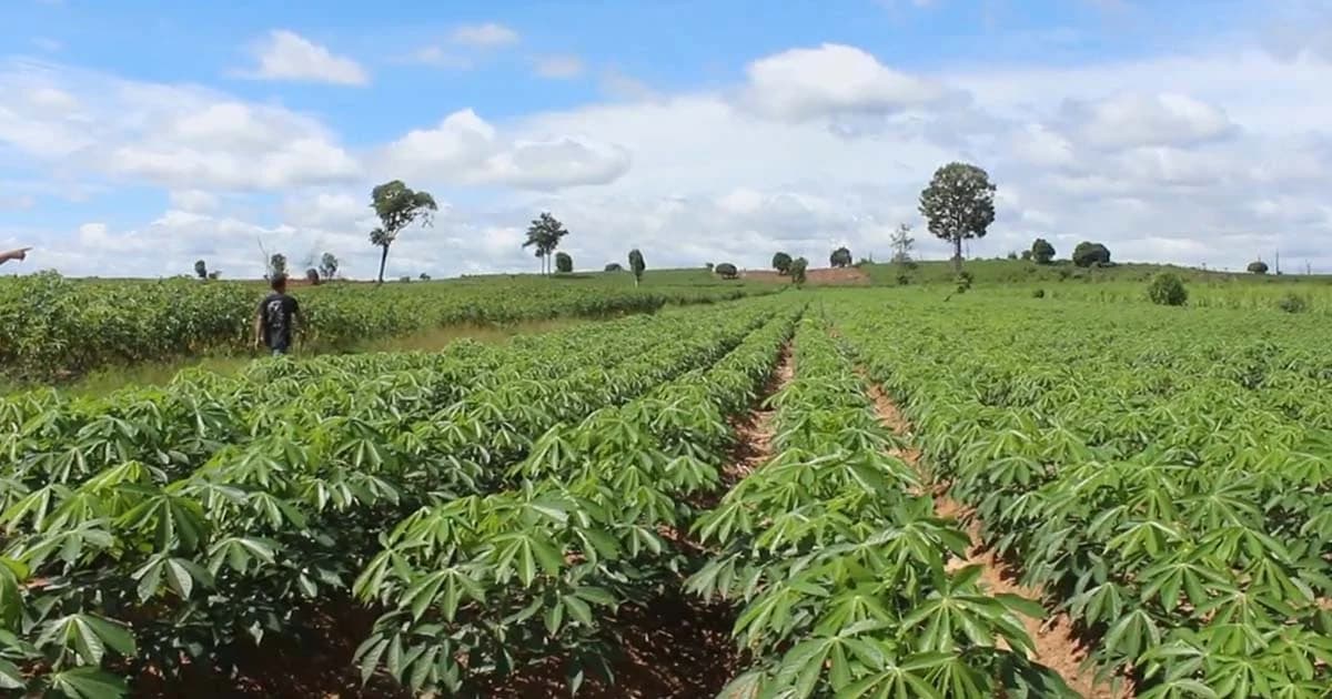 หนุ่มโคราช ถูกหมีป่าตะปบแผลเหวอะ กลางไร่มันสำปะหลัง