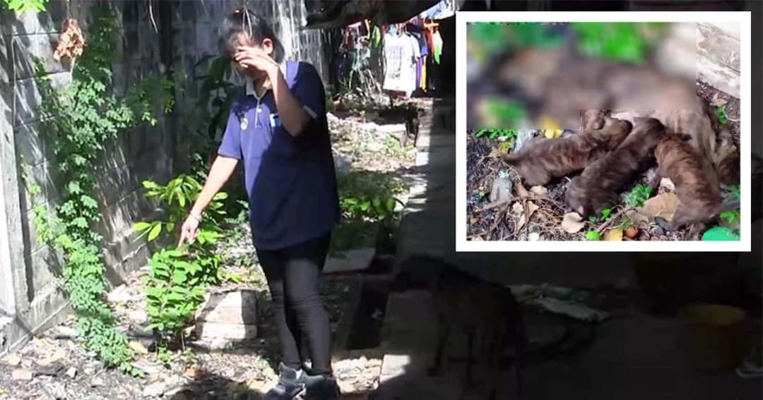 พ่อสุดแค้น หมาแม่ลูกอ่อน กัดลูกสาว ใช้เหล็กฟาด ตายคาที่