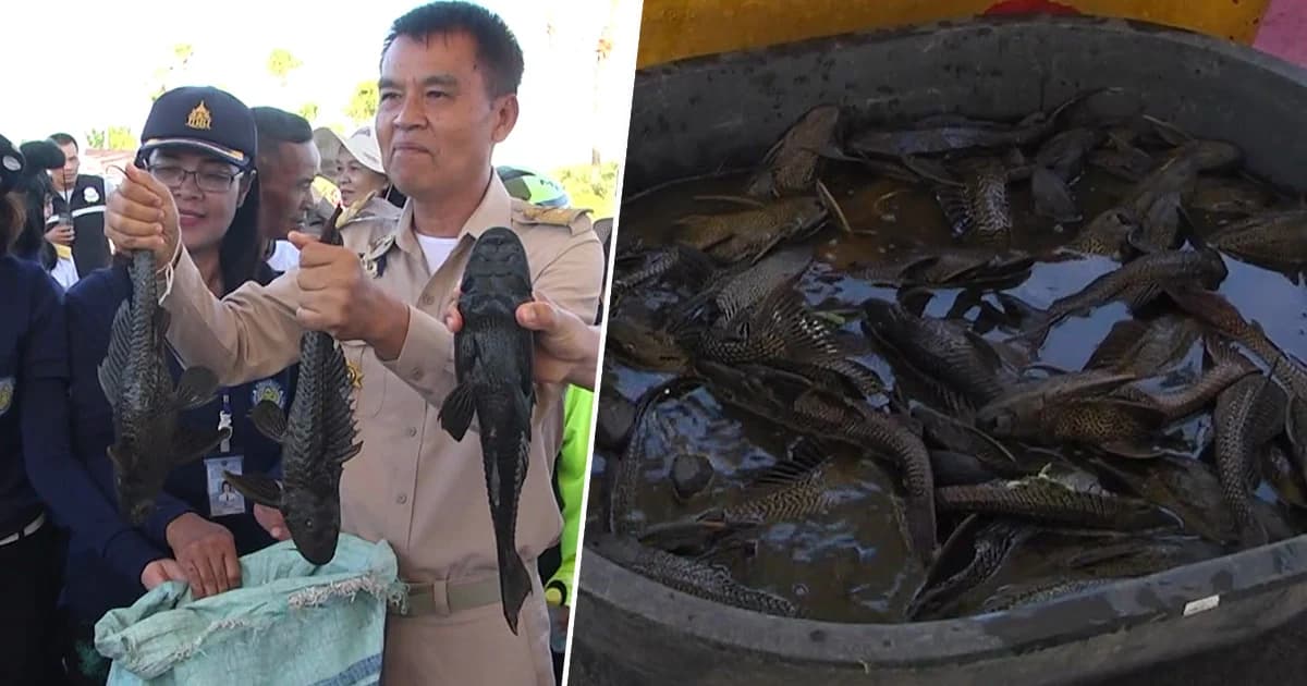 ผู้ว่าฯ ขอนแก่น เปิดเมนูเด็ดปราบ “ปลาซัคเกอร์” หลังแพร่พันธุ์รุกรานสัตว์น้ำท้องถิ่น