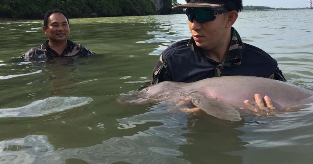 ทำความรู้จัก “มาเรียม” พะยูนน้อยอ้อนเก่ง ขวัญใจชาวโซเชียล