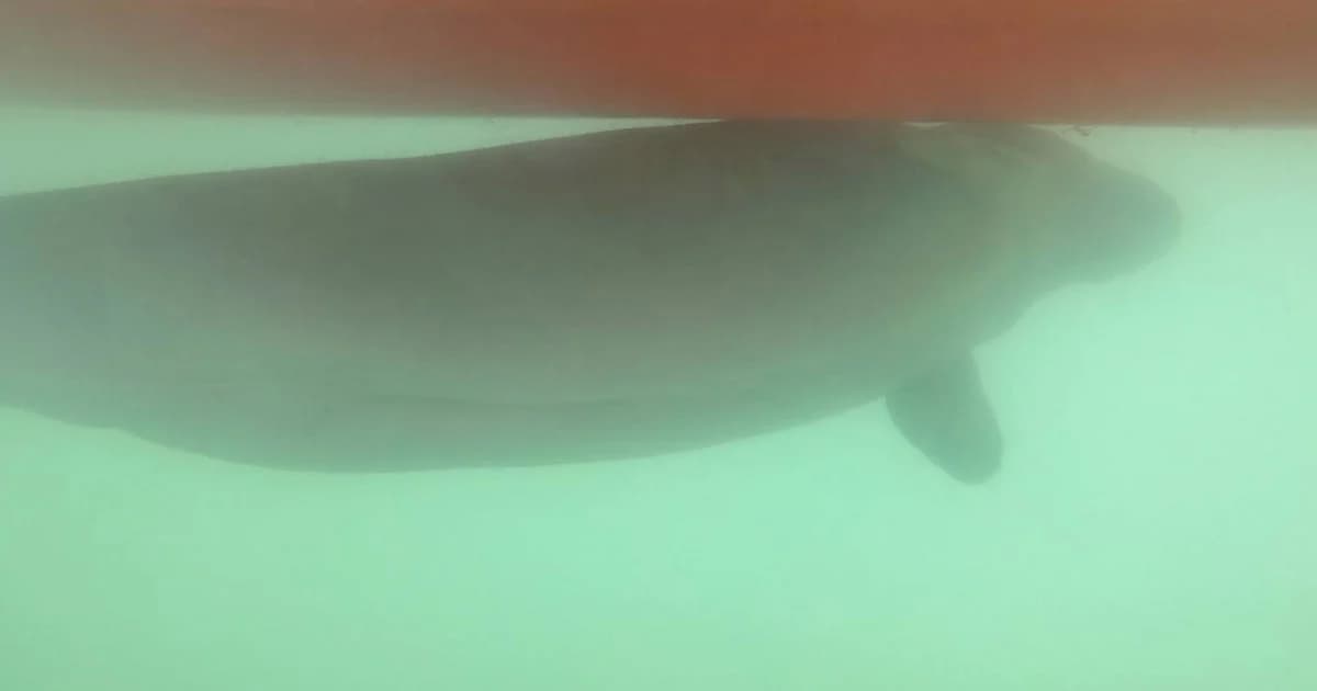 กรมอุทยานฯ ส่งหมอล็อตเสริมทีมดูแลเจ้ามาเรียม พร้อมเตรียมจัดโซนนิ่งเพื่ออนุรักษ์พะยูน