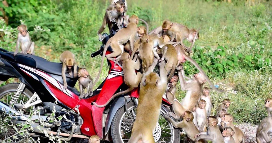 ลิงแสมเพชรบูรณ์ ขาดแคลนอาหารและเริ่มเป็นโรค หลังประชากรเพิ่มรวดเร็ว