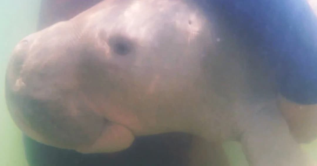 เร่งอนุบาล “มาเรียม” ให้น้ำหนักอยู่ในเกณฑ์