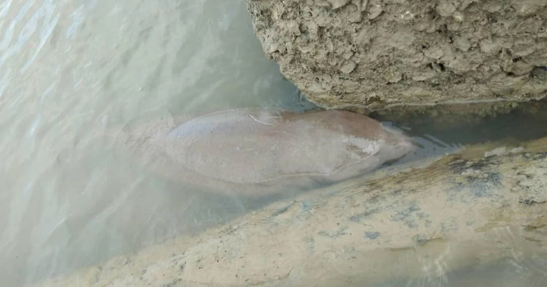 เร่งเก็บหญ้าทะเลไว้ป้อน ‘มาเรียม’ พะยูนน้อย พร้อมรับมือฤดูมรสุม