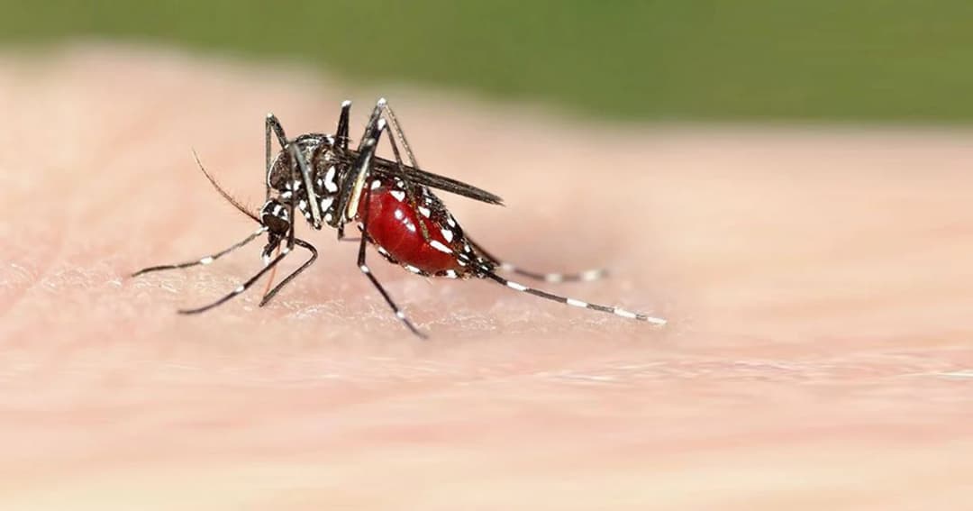 แพทย์แผนไทย แจกฟรียา ‘โฮมีโอพาธีย์’ ป้องกันโรคไข้เลือดออกหน้าฝน