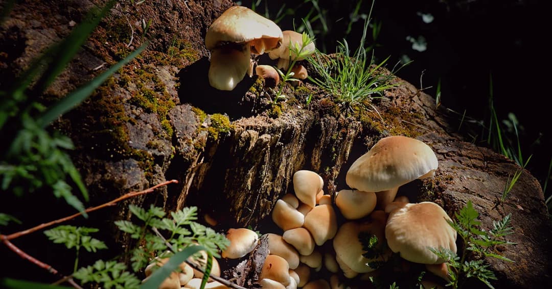 ‘เห็ดป่า’ ไม่รู้จักอย่าบริโภค เสี่ยงเสียชีวิตได้