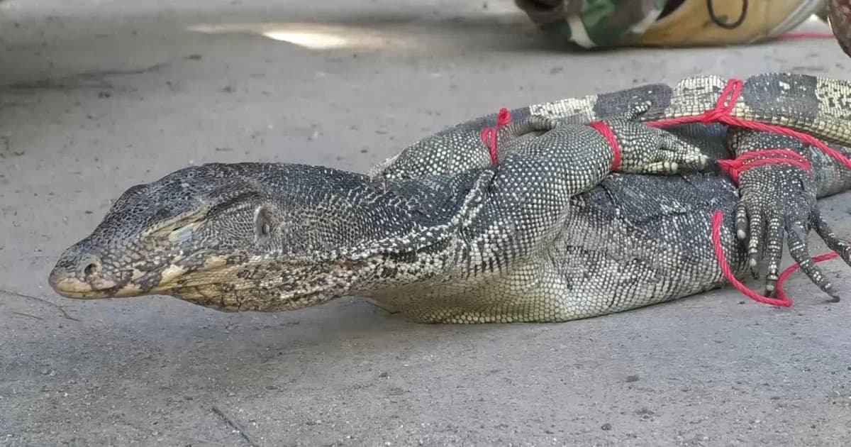 เหี้ยเยอะมาก ประสานเจ้าหน้าที่ช่วยจับลดจำนวน