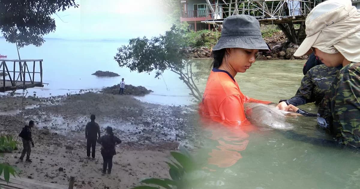 อุทยานฯ ส่งทีมสัตวแพทย์ สำรวจสร้างบ่อชั่วคราวอนุบาล “มาเรียม” ช่วงมรสุมใหญ่