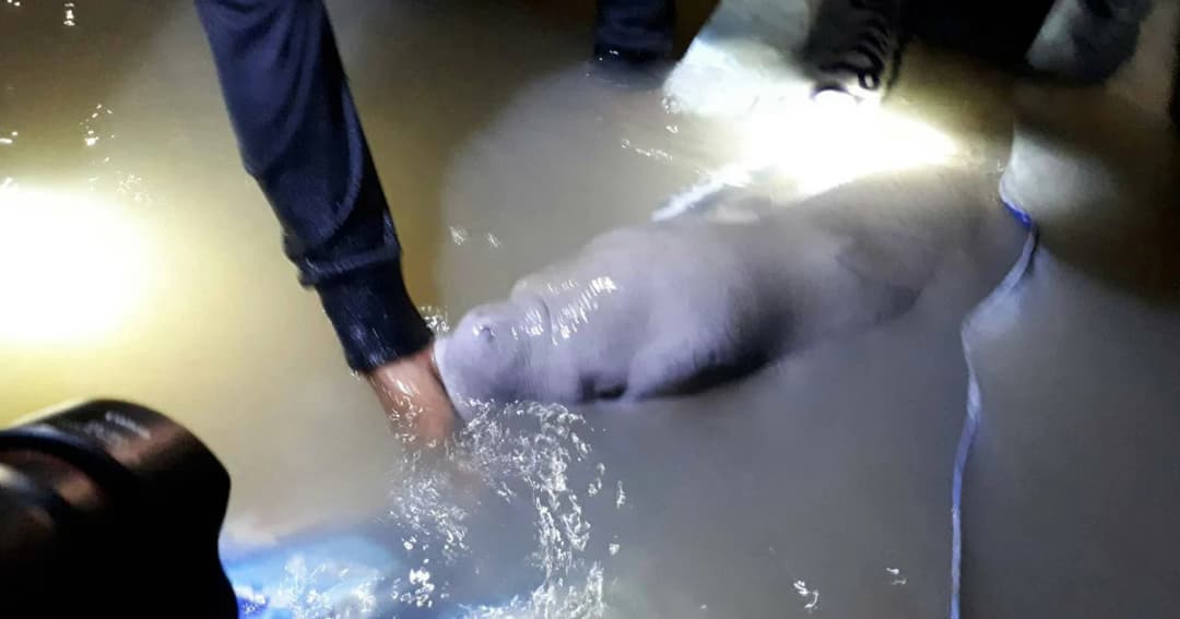 ช่วย “มาเรียม” ปล่อยน้ำลึก หลังพบเกยตื้น ปรับแผนเฝ้าระวัง 24 ชม.