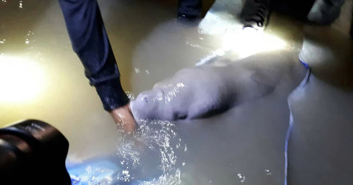 ช่วย “มาเรียม” ปล่อยน้ำลึก หลังพบเกยตื้น ปรับแผนเฝ้าระวัง 24 ชม.