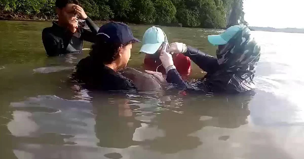 ‘แมงกะพรุน’ อุปสรรคในการดูแลพะยูนน้อยมาเรียม