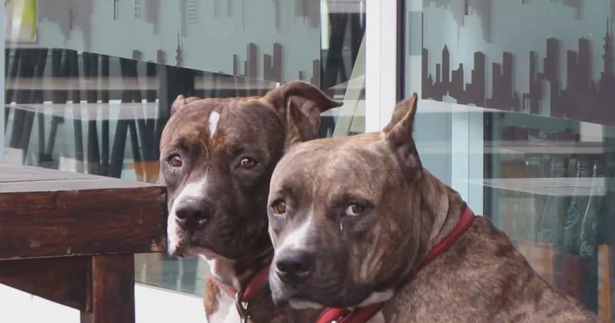 เจ้าของพิตบูลยันดูแลเต็มที่ หลังเด็กชายวัย 11 ขวบ ถูกรุมขย้ำจนแก้มทะลุ