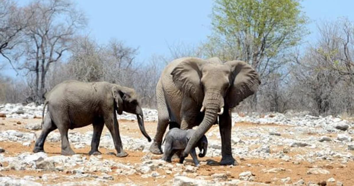 นามิเบียแล้งหนัก ประมูลขายสัตว์ป่า 1 พันตัว เพื่อไม่ให้สัตว์อดตาย