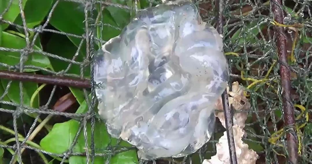 เร่งป้องกันแมงกะพรุนเข้าพื้นที่อนุบาล ‘พะยูนมาเรียม’ พร้อมรับมือช่วงมรสุม