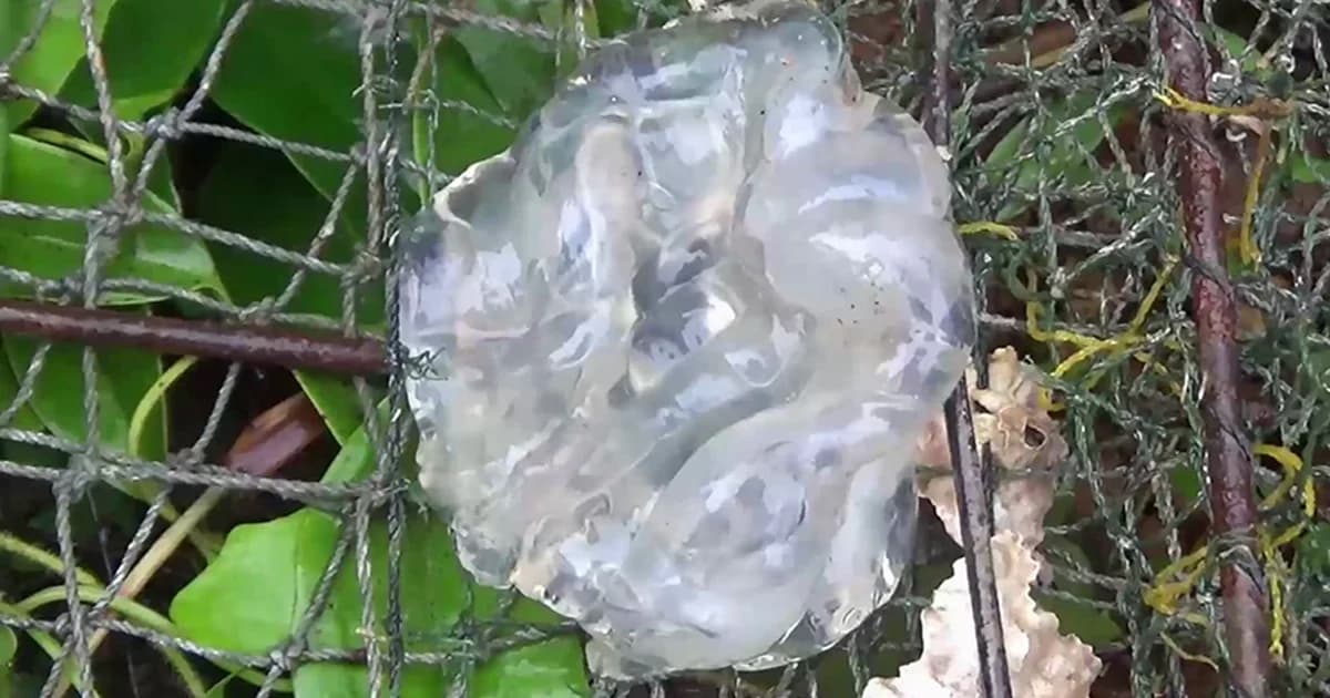 เร่งป้องกันแมงกะพรุนเข้าพื้นที่อนุบาล ‘พะยูนมาเรียม’ พร้อมรับมือช่วงมรสุม