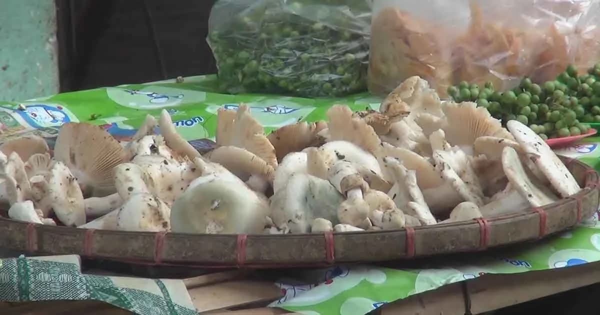 แพทย์เตือนระวัง “เห็ดพิษ” หน้าฝน หลังชาวบ้านบ่อเกลือ จ.น่าน กินเห็ดพิษดับรายที่ 2