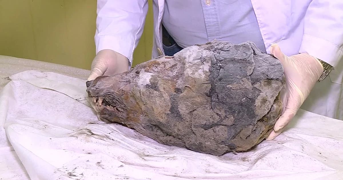 พบหัวหมาป่าดึกดำบรรพ์ในไซบีเรียสภาพสมบูรณ์ คาดอายุกว่า 40,000 ปี