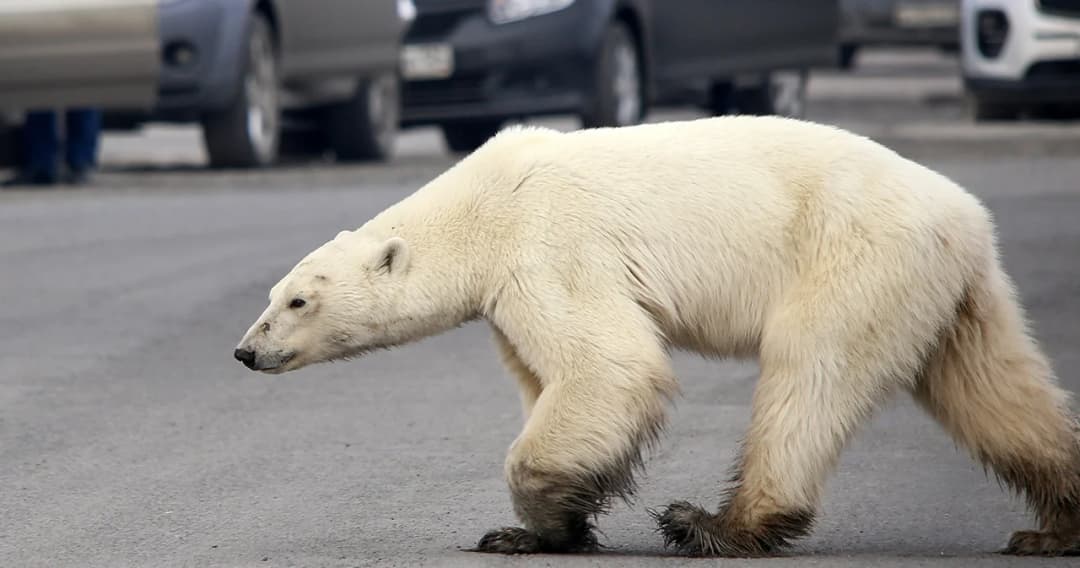 สภาพอากาศวิกฤต ชาวรัสเซียพบหมีขาวหลงเข้ามาหากินในเมือง