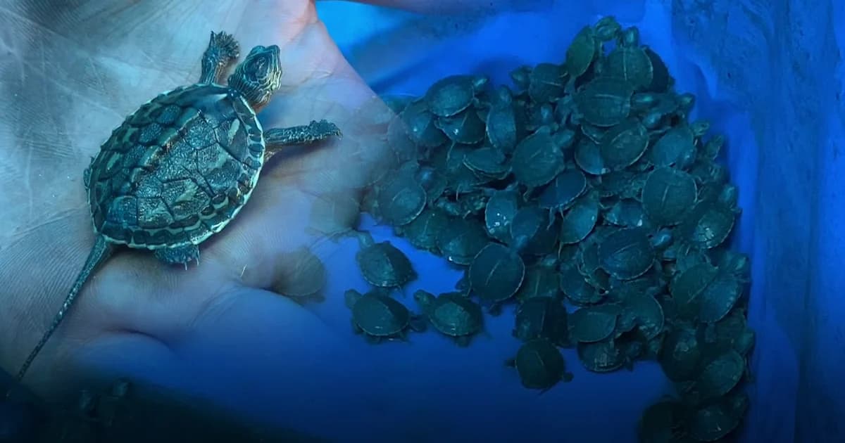 แม่สอด ยึดลูกเต่าใกล้สูญพันธุ์ตามบัญชีไซเตสกว่า 4,500 ตัว ซุกรถตู้ขนแรงงาน