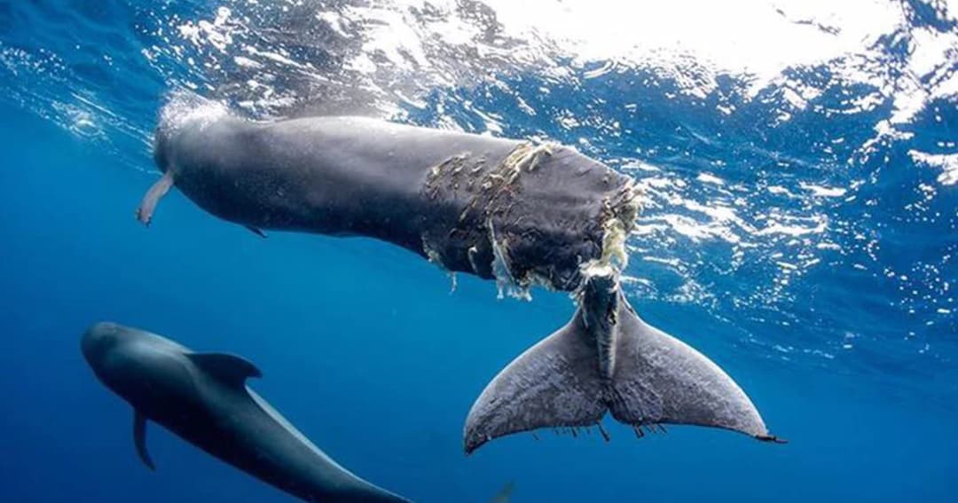 วาฬถูกใบพัดเรือตัดหางเเหว่ง นักอนุรักษ์จำใจฆ่าทิ้ง