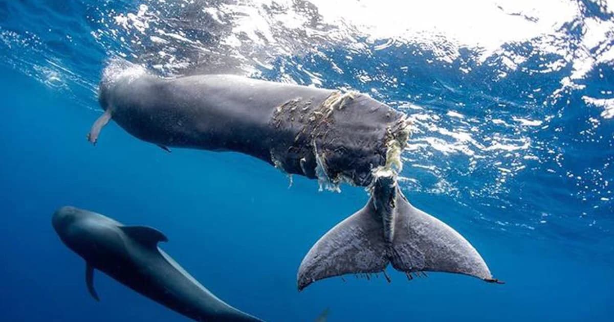 วาฬถูกใบพัดเรือตัดหางเเหว่ง นักอนุรักษ์จำใจฆ่าทิ้ง