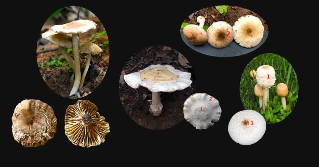 แพทย์เตือน! ฤดูฝนระวังเห็ดพิษ กินเเล้วถึงตาย