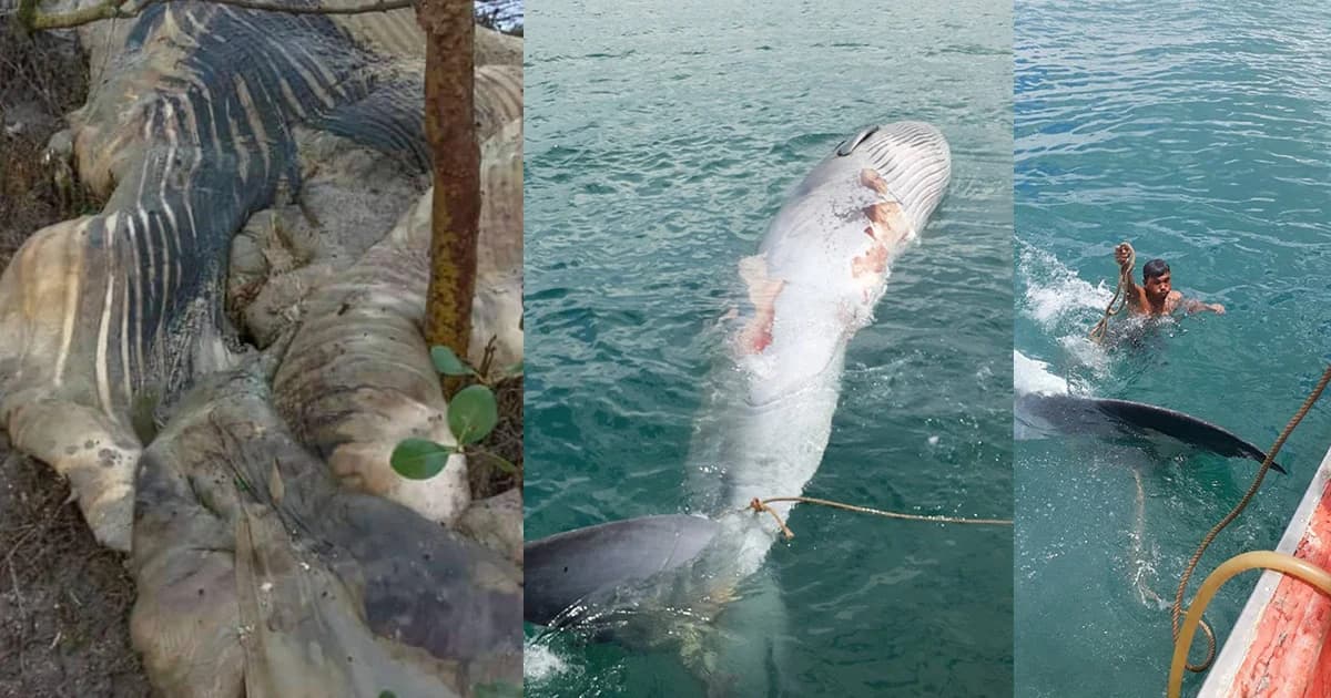 เกิดอะไรขึ้นกับทะเลไทย! พบซากวาฬตายไม่ทราบสาเหตุ 3 ตัวในรอบ 1 เดือน