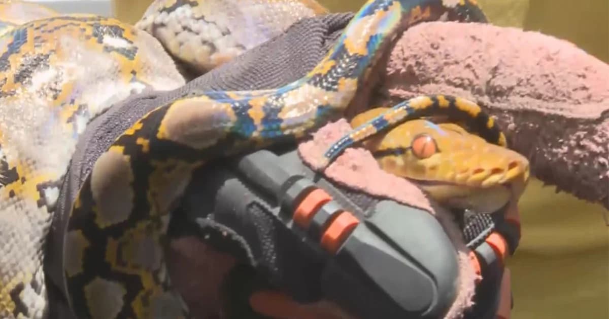 แตกตื่น!! งูเหลือมโผล่ตึกไทยคู่ฟ้า ทำเนียบฯ