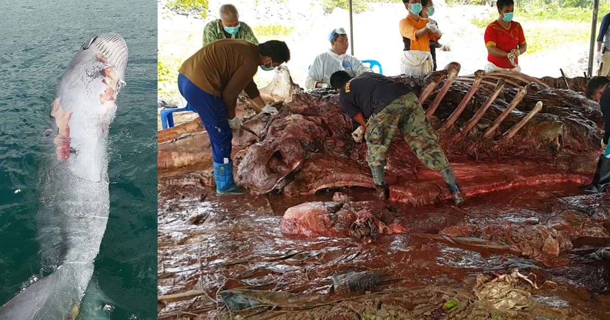 ผ่าท้องวาฬบรูด้าไม่มีเศษอาหารเลย สงสัยป่วย-ติดอวนอ้าปากไม่ได้